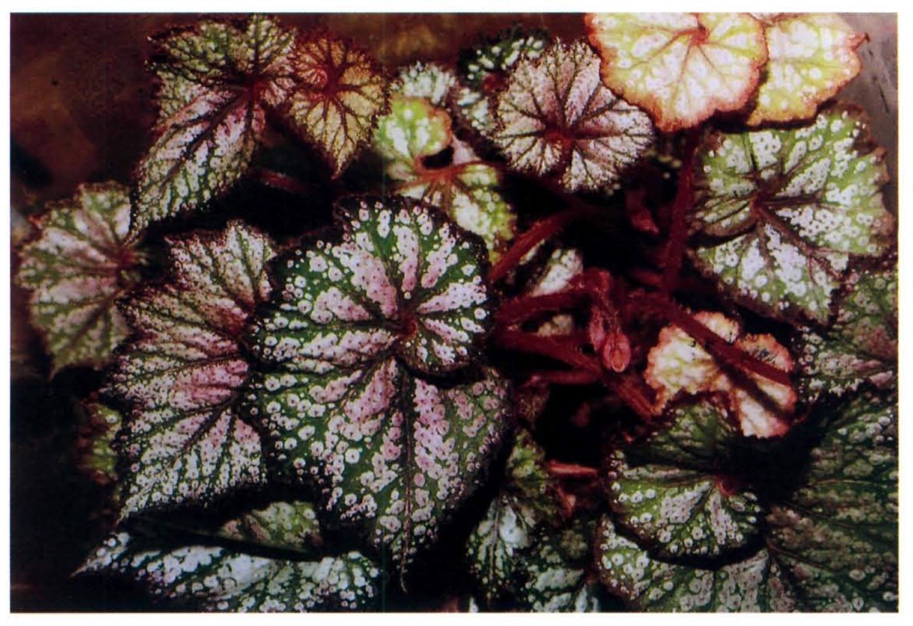 B. ‘Bettikins’